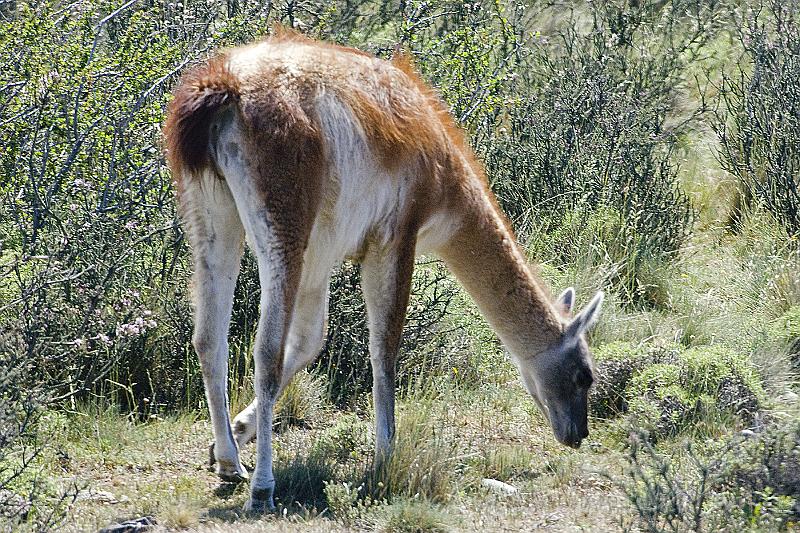 20071213 115407 D2X 4200x2800.jpg - Guanaco (a woolier llama), Torres del Paine National Park